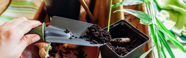 Zašto da kupujete đumbir kada možete da ga uzgajate kod kuće: Iz jednog komada dobijate beskonačnu zalihu