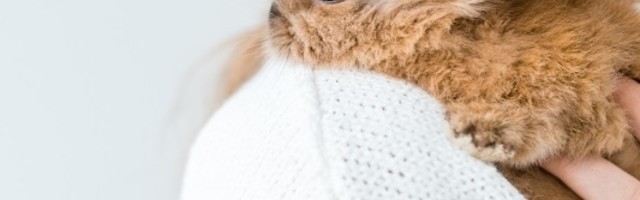 Kako ljubimci pružaju socijalnu interakciju koja nam nedostaje