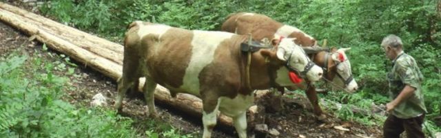 Rabadziluk jedan od najtežih poslova na svetu: Ovako Milan i Milojko uz pomoć volova izvlače teška drva sa nepristupačnih padina Zlatibora (Foto)(Video)