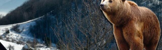 MEČKA NAPALA LOVOČUVARA KOD RIBARIĆA: Unakazila ga zbog mečića, hitno prevezen u bolnicu