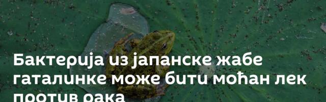 Бактерија из јапанске жабе гаталинке може бити моћан лек против рака