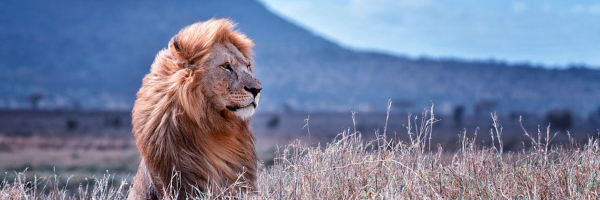 Najbolje fotografije "divljeg sveta" iz 2020. godine