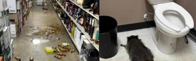 Rakun provalio u prodavnicu alkoholnih pića i napio se: Radnici ga pronašli onesvešćenog u toaletu (Foto)