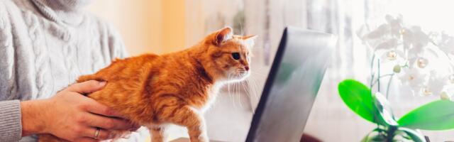 Mačka stalno LEŽI na tastaturi i papirima dok radite: Stručnjaci otkrivaju šta stoji iza ovakvog ponašanja