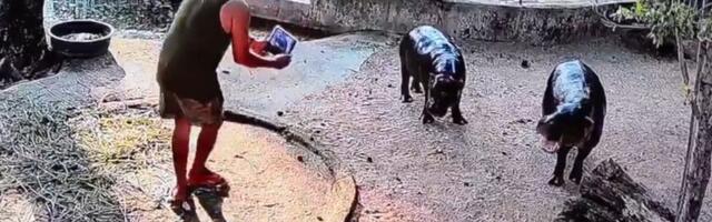 VIDEO: Muškarac uhapšen - ušao u ograđeni prostor patuljastog nilskog konja