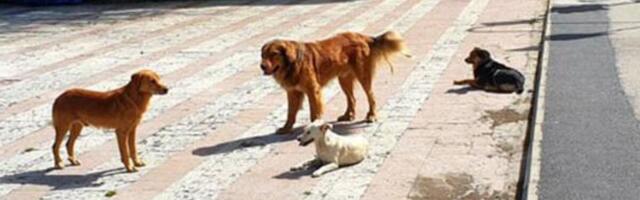 VETERINAR OVE RASE PASA NIKADA NE BI IMAO: Svi ih volimo, ali on NIKAKO - evo i ZAŠTO, NEĆETE NI SAMI VEROVATI