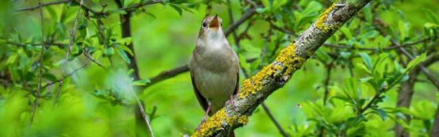 Besplatni izleti uz pesmu slavuja: Ovo niste znali o njima