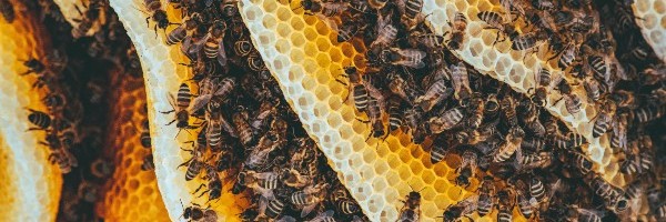 Kako je jedan čovek preselio čitavu koloniju pčela