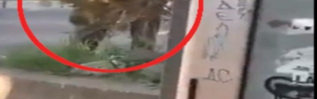 (VIDEO) ZADOVOLJAVA SE NASRED AUTOBUSKE STANICE U KUMODRAŽU: Manijak vrebao devojke, pa iza žbunja radio gadosti