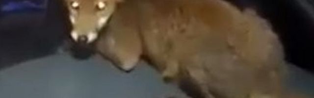 Ilija iz Užica otvorio kola, a u njima zatekao nezvanu gošću. Počeli su ozbiljni pregovori, nadmudrivanje je trajalo sat vremena