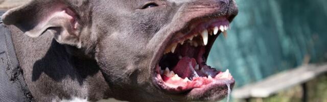 Saveti kako da sprečite da vas napadne pas