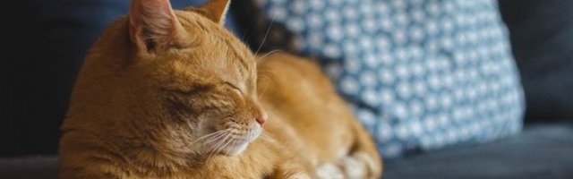 NE DIRAJ LAVA DOK SPAVA! Osveta se servira hladna! (Video)