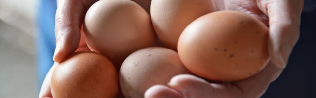 Tržište jaja u Americi potresa novi problem