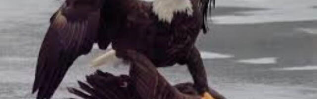 Путинов изасланик поручио САД „браво комшије" после олимпијског шока