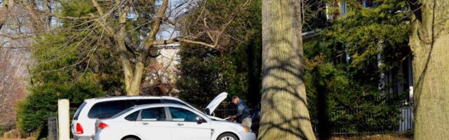 Ne parkirajte ispod ovog drveća: U slučaju nevremena, stabla će vam demolirati auto
