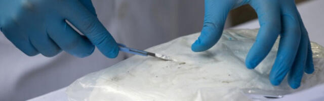 Трагови кокаина у рекама могу да утичу на понашање лососа