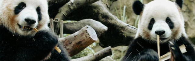 ​„Панда дипломатија”: Кина шаље две панде САД уочи састанка Трампа и Сија