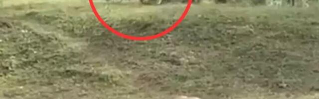 TIGAR HTEO DA NAPADNE SLONA, A ONDA JE POČEO PRAVI HAOS: Sve je SNIMLJENO KAMEROM, pogledajte ŠTA SE DESILO! VIDEO