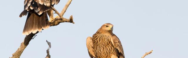 Velika pobeda srpskih ornitologa: Spasili smo simbol Srbije, pticu sa grba! Izumirali, a sad imamo 30 parova