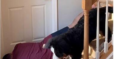 Odglumio da je pao, ostao nepomičan, a reakcija njegovih pasa obišla je svet (VIDEO)