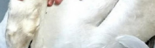 Labud iz straha udario u žice dalekovoda