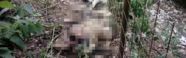 Prijepolje – Psi lutalice kolju stoku, stradalo više od 20 grla