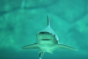 Ајкула убила аустралијског туристу код обале Нове Каледоније