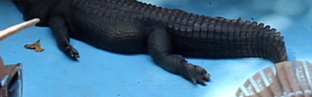 Ima 83 godine, preživeo je ratove i najstariji je iz svoje vrste u ovom trenutku!