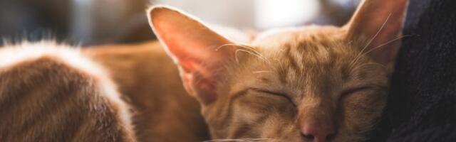 Kineski majstor tvrdi da smo pogrešno spavali ceo život — a njegova „jastuk tehnika“ navodno daje najbolji san ikad