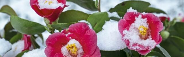 Mraz i sneg mu ne mogu ništa: Najfascinantniji cvet za baštu tokom zime