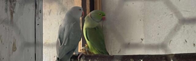 Milan iz sela Trnava ima neobičan hobi! Zbog njega u srcu Srbije žive brojne egzotične vrste životinja