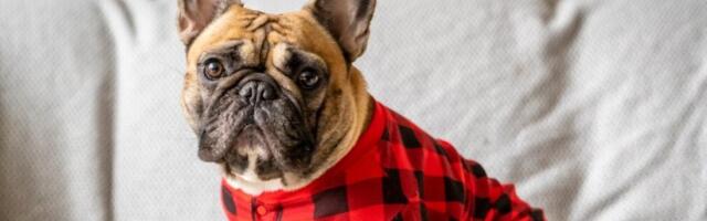 Prava zimska poslastica: Buldog Čarli pronašao je novu omiljenu nagradicu - internet oduševljen (VIDEO)