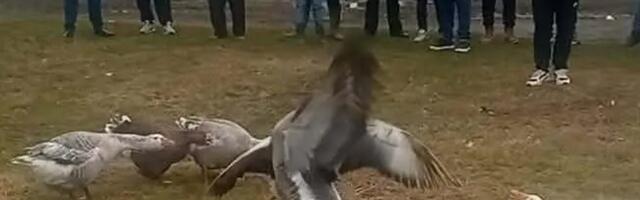 Održana peta Gusanijada
