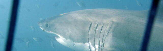 (VIDEO) FRAPANTNO OTKRIĆE! POGLEDAJTE SAMO GDE JE OTKRIVENA AJKULA: Naučnici u šoku, nisu znali da je to MOGUĆE!