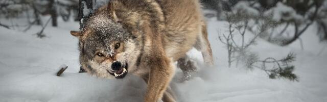 Vukovi se plaše ljudi, ali mogu da prevaziđu taj strah, utvrdili naučnici: Evo zašto se to dešava