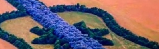 Šuma u obliku gitare krije u sebi tužnu ljubavnu priču (FOTO/VIDEO)