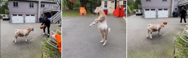 Patuljasta koza obožava košarku: Oduševiće vas (VIDEO)