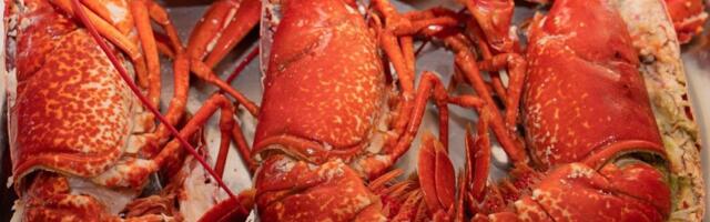 Ukradena pošiljka jastoga vredna 400.000 dolara