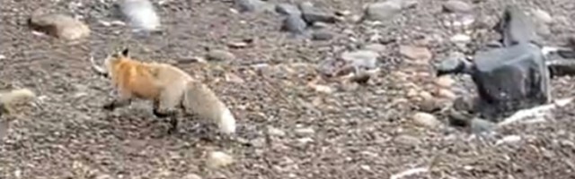 Lisica ukrala pecarošima ribu: Muvala se dok nije uspela  (VIDEO)