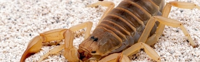 Škorpioni se suočavaju sa izumiranjem i to sve samo zbog svog otrova!
