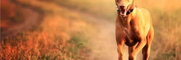 Najskuplje rase pasa u 2020. godini