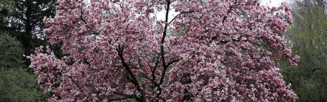 Ako zasadite ovo drvo, vratiće vam se stara ljubav! Donosi mir u kući, ali ne samo to