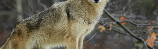 Usled velikih poplava u Francuskoj divlje živatinje su pobegle iz parka