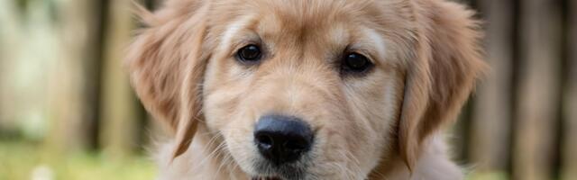 InfoKG donosi pregled troškova: Od hrane do veterinara - Briga o psu može koštati više od vaše plate!