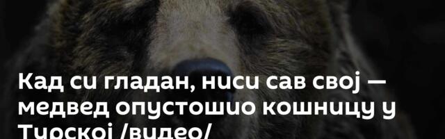 Кад си гладан, ниси сав свој — медвед опустошио кошницу у Турској /видео/