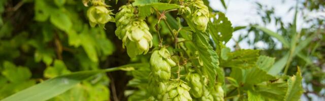 Ova biljka se prodaje kao alva i donosi masne pare: Kilogram košta i do 1.000 evra