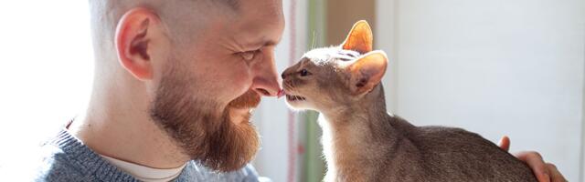 Mačka ne daje srce svakome i često bira onog ko je ignoriše: Kako da postanete njena "osoba broj 1"