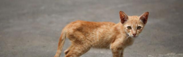 Zašto mačka jede više, a ipak mršavi: Skriveni znaci i zamke HIPERTIREOZE koje lako prevare vlasnika