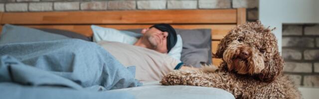 Da li ste stvarno spremni za psa: PET ključnih RAZLOGA zbog kojih ne treba da ga imate