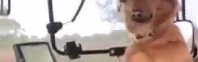 (VIDEO) HIT! PAS ŽUĆA VOZI TRAKTOR, PRAVI MAHER ZA VOLANOM! Žućo, gledaj napred! Bez pomoći kolege, nema ni setve!